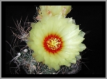 Kwiat, Kaktus, Kremowy