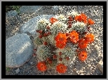 Kwitnący, Kaktus, Kamienie