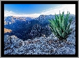 Góry, Skały, Aloes