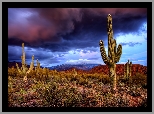 Kaktusy, Saguaro, Karnegia olbrzymia, Fioletowo, Granatowe, Chmury, Park Narodowy Saguaro, Stan Arizona, Stany Zjednoczone