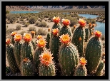 Kaktusy, Pomarańczowe, Kwiaty