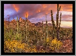 Stany Zjednoczone, Park Stanowy Catalina, Góry, Santa Catalina Mountains, Kaktusy, Roślinność, Chmury