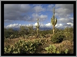 Pustynia, Kaktusy, Opuncje, Karnegia olbrzymia, Saguaro, Chmury, Park Narodowy Saguaro, Stan Arizona, Stany Zjednoczone