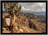 Skały, Góry, Drzewo, Jukka krótkolistna, Park Narodowy Joshua Tree, Kalifornia, Stany Zjednoczone