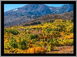 Stany Zjednoczone, Kalifornia, Region, Eastern Sierra, Góra Conway, Drzewa, Jesień, Roślinność