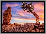 Stany Zjednoczone, Kalifornia, Park Narodowy Joshua Tree, Skały, Drzewo, Zachód słońca