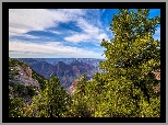 Stany Zjednoczone, Arizona, Park Narodowy Wielkiego Kanionu, Wielki Kanion Kolorado, Drzewa