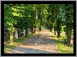 Droga, Aleja, Drzewa, Kasztanowce, Park, Słoneczny blask
