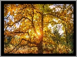 Drzewo, Kasztanowiec, Promienie słońca, Jesień