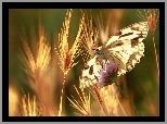 Motyl, Kłosy, Zboża