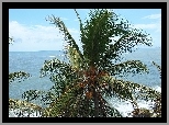 Palma, Kokosowa, Morze