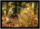 Kolorowe, Liście, Berberys, Krzew