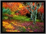 Kolorowe, Barwy, Jesieni, Drzewa