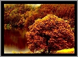 Kolorowe, Drzewa, Jezioro, Jesień