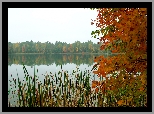 Kolorowe, Drzewo, Gałęzie, Liście, Jezioro, Tatarak