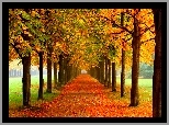 Kolorowe, Drzewa, Liście, Park, Jesień