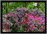 Kolorowe, Krzewy, Rododendrony, Różaneczniki