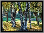 Konary, Drzew, Przebijające, Światło