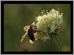 Koniczyna, Pszczoła, Kwiat, Owad