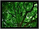 Zielona, Korona, Drzewa