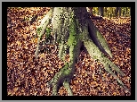 Drzewo, Korzeń, Liście