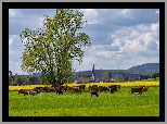Drzewo, Łąka, Krowy, Kościół, Dolina Wittlicha, Niemcy