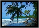 Kostaryka, Morze, Plaża, Palmy