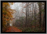 Krajobraz, Jesieni, Drzewa, Dróżka, Kolorowe, Liście