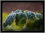 Liść, Krople, Bokeh