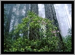 Stany Zjednoczone, Stan Kalifornia, Park Narodowy Redwood, Las, Drzewa, Mgła, Krzew, Różanecznik, Rododendron