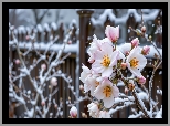 Kwiaty, Ośnieżone, Gałązki, Krzew, Ogrodzenie, Grafika AI