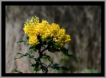 Krzew, Gałązka, Mahonia pospolita, Żółte, Kwiaty