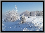 Drzewa, Krzewy, Śnieg