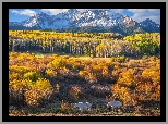 Stany Zjednoczone, Kolorado, Góra, Wilson Peak, Konie, Las, Drzewa, Krzewy Jesień, Chmury