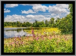 Niemcy, Park Narodowy Eifel, Jezioro Urft, Krzewy, Kwiaty, Drzewa, Niebo, Łąka