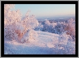 Zima, Krzewy, Śnieg