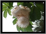Kwiat, Baobabu, Adansonia Digitata