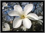 Biały, Kwiat, Magnolii