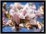 Gałązka, Kwiat, Magnolia