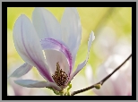 Magnolia, Kwiat, Gałązka