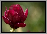 Kwiat, Magnolia