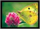 Motyl, Kwiat, Skrzyd�a