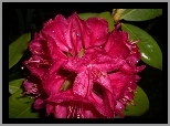 Rododendron, Kwiat, Liście