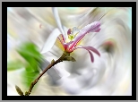 Kwiat, Magnolia, Rozmycie, Grafika