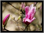 Kwiat, Pąk, Gałązka, Magnolia, Rozmyte tło