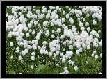 Kwiaty, Wełnianki Scheuchzera, Łąka, Liście