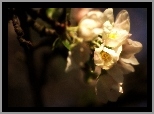 Białe, Kwiaty, Jabłoń
