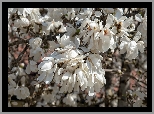 Kwiaty, Magnolia, Białe, Kwiaty