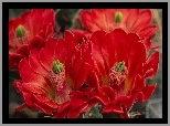 Czerwone, Kwiaty, Kaktusa