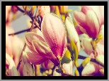 Kwiaty, Magnolia, Gałązki, Zbliżenie